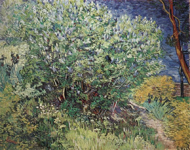 Vincent Van Gogh The Bush